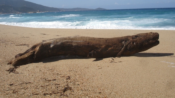 Ein großer Baumstamm am sandigen Strand, im Hintergrund Brandung.