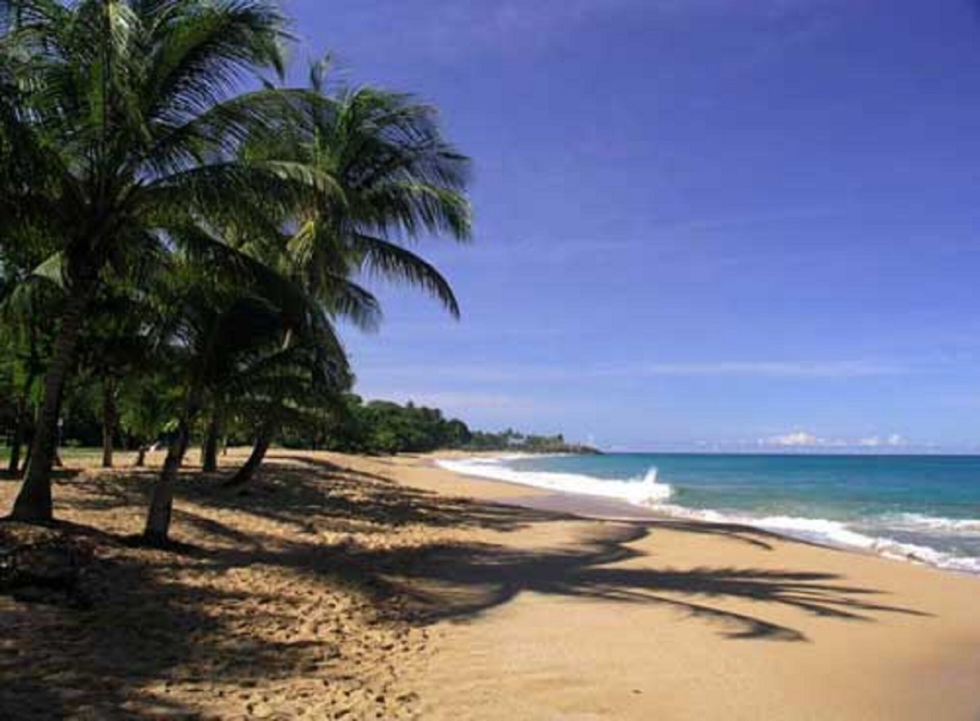 A beach with palm trees and a clear blue sky.