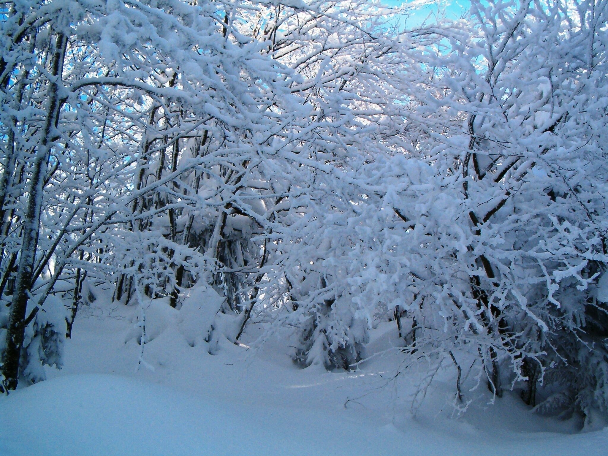 A snowy forest scene with dense trees covered in snow.