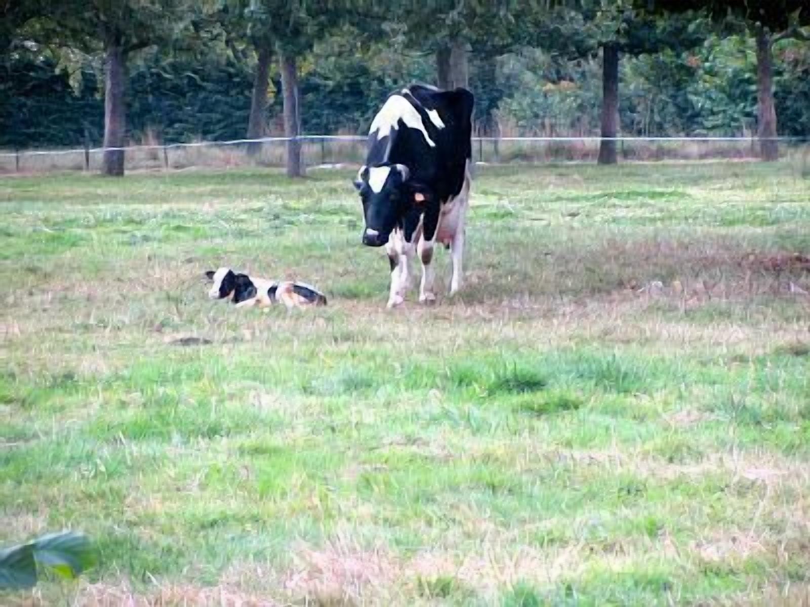 Een zwart-wit koe die in een grasveld staat, met bomen op de achtergrond.