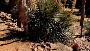 Un paysage désertique parsemé de différents types de cactus, sous un ciel bleu clair.