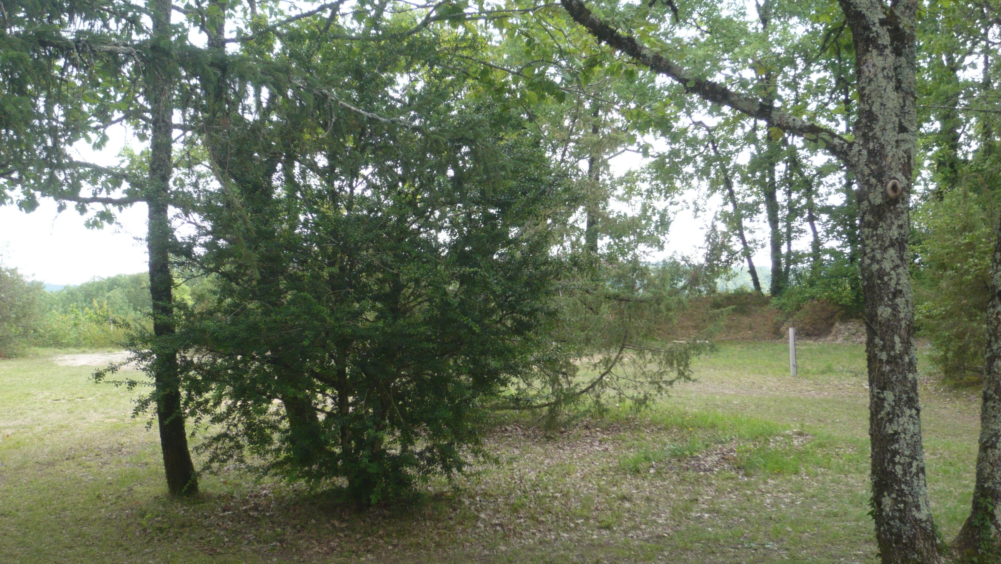 A natural setting with trees and a grassy area, likely a park or forest.
