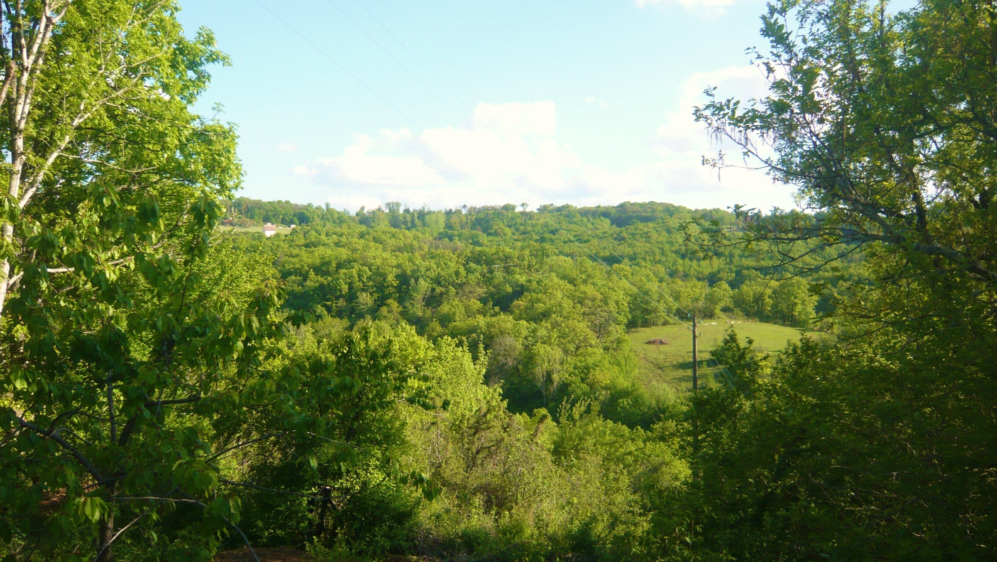 A lush green landscape with dense trees and a clear sky.