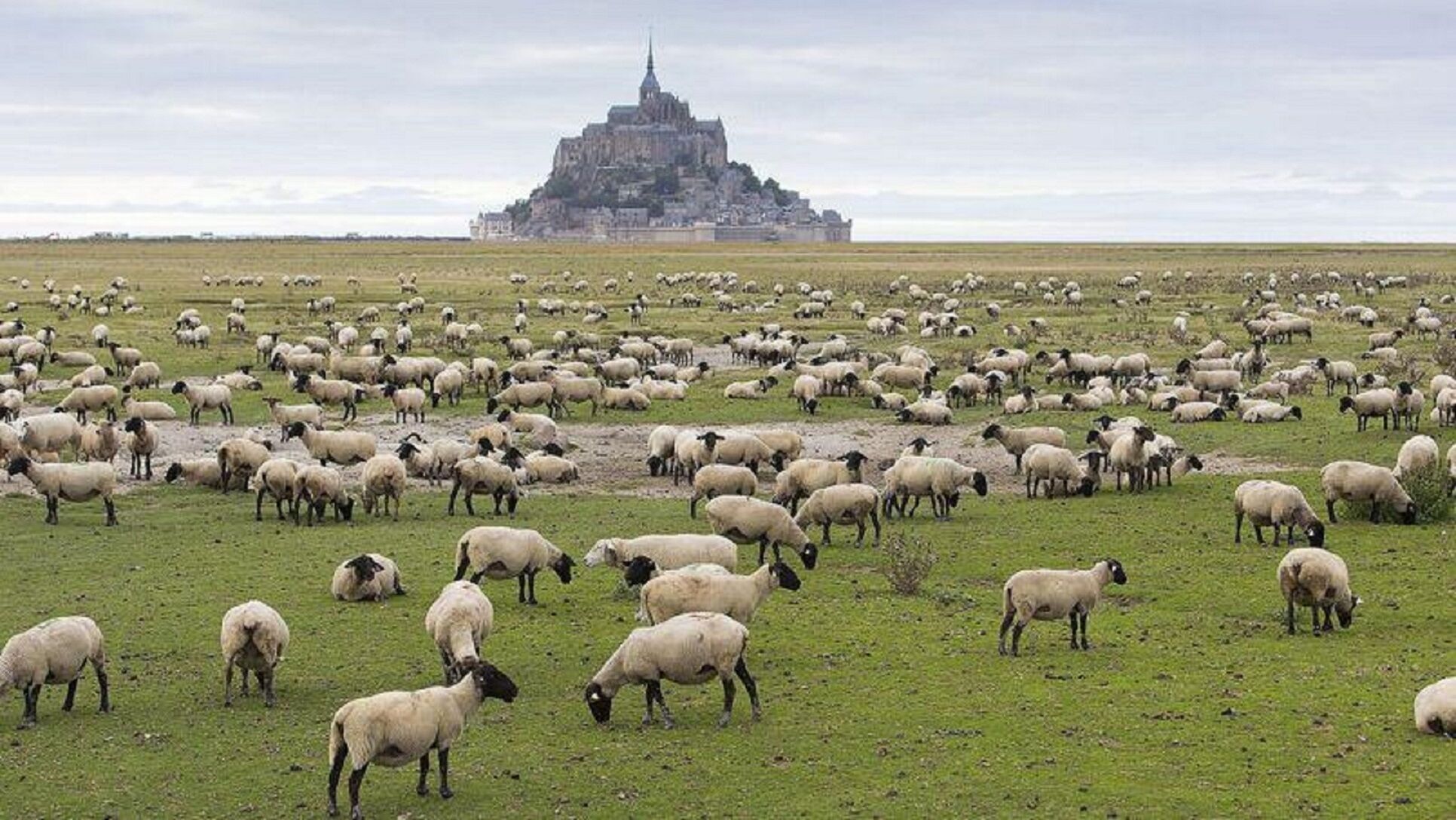 Un ampio gregge di pecore pascola in un campo, con un edificio storico sullo sfondo.