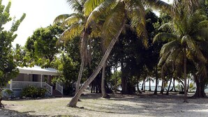 A beach with palm trees and a building with a porch. - Large family home with private beach  (Sainte Anne)