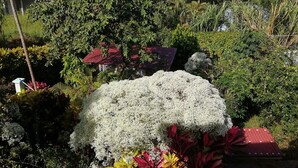 A garden with a variety of plants and a view of the ocean.