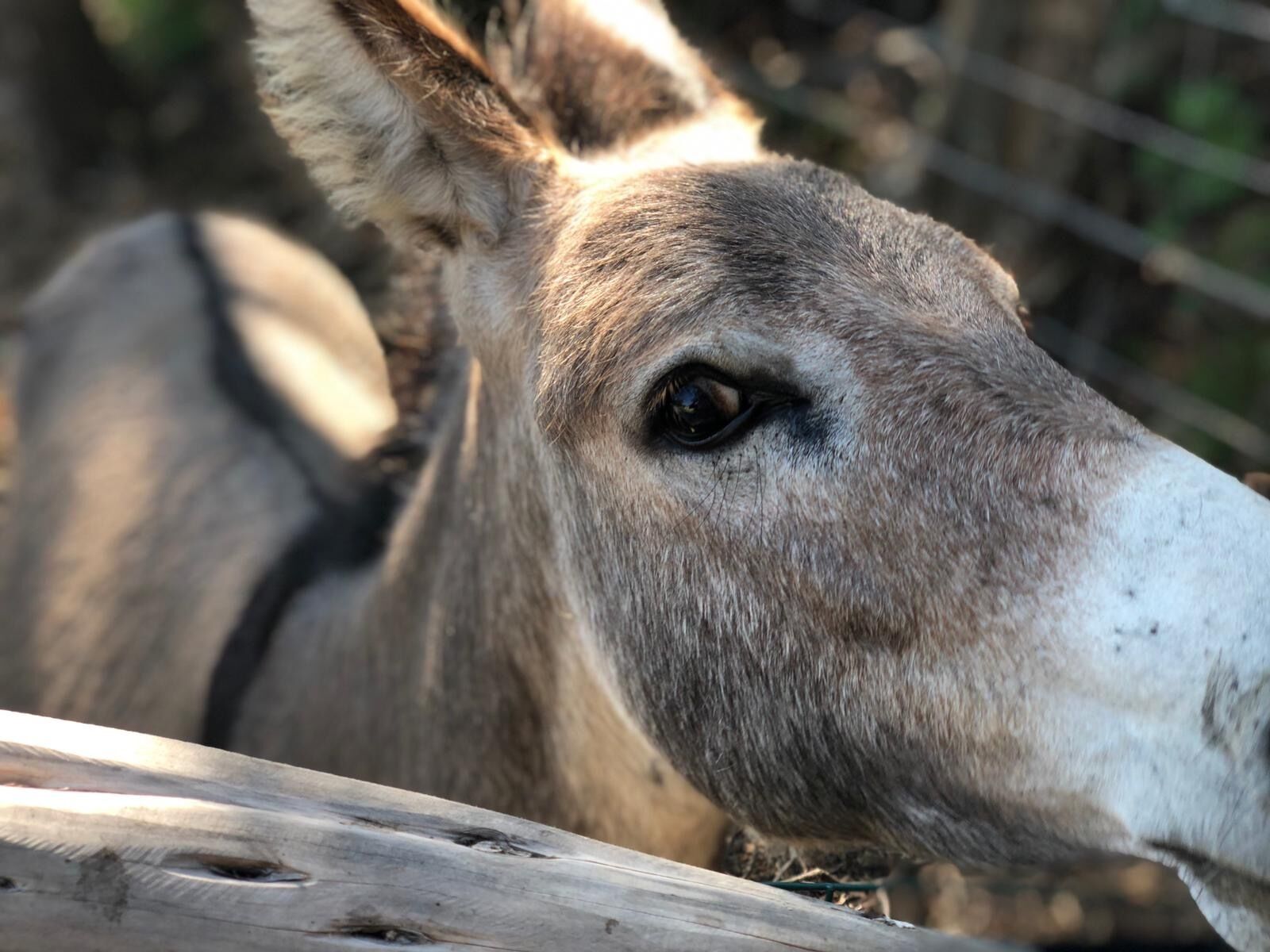Um close-up do rosto de um burro.