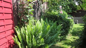 A garden with ferns and a red fence.