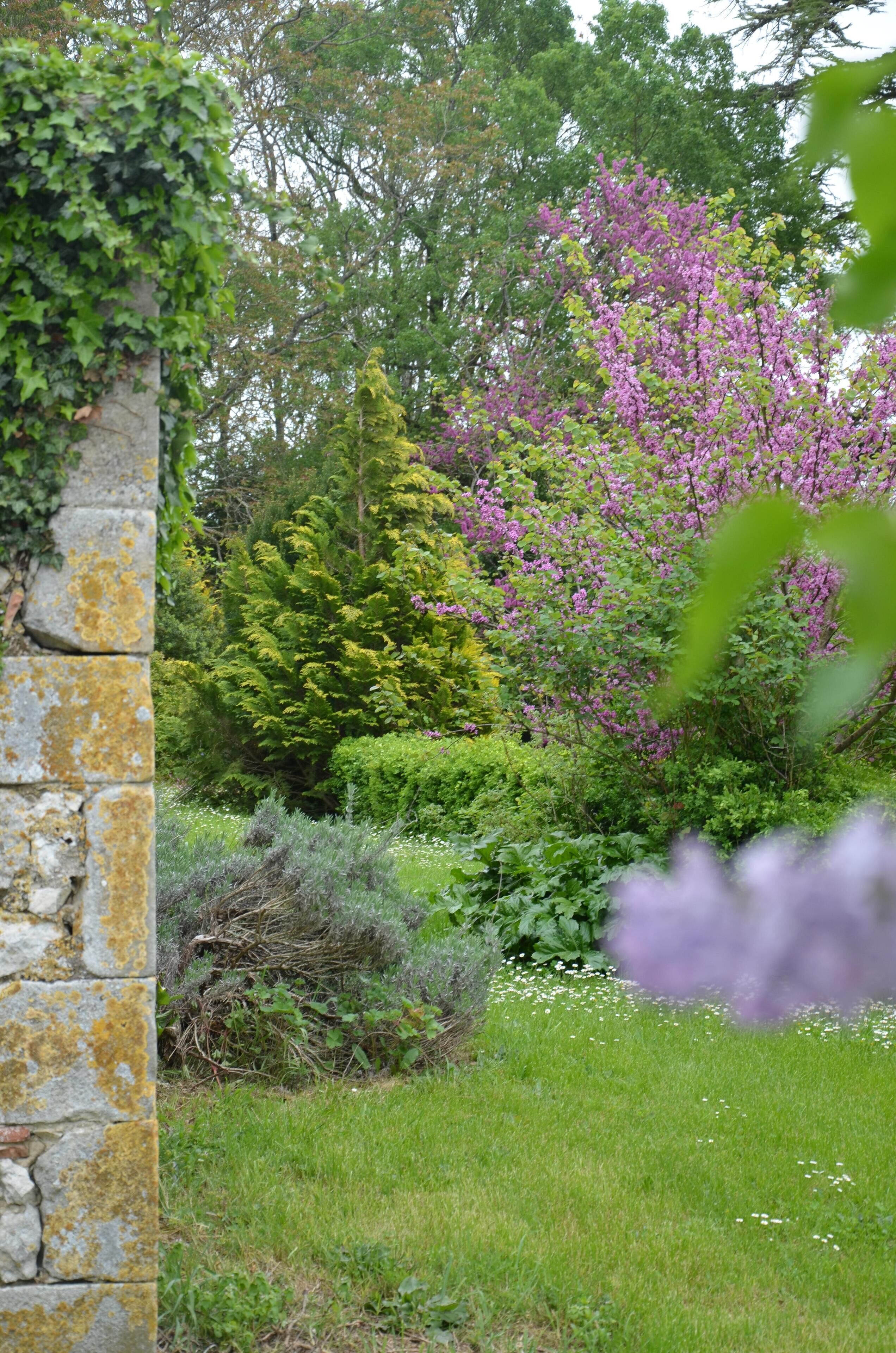 Un mur de pierres recouvert de mousse, un jardin luxuriant avec différentes espèces d’arbustes, un arbre aux fleurs violettes et un ciel dégagé.