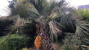 Una palmera con frutos naranjas, rodeada de arbustos y plantas diversas.
