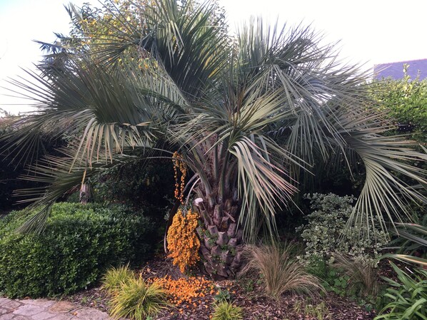 A palm tree with orange fruits, surrounded by various shrubs and plants.