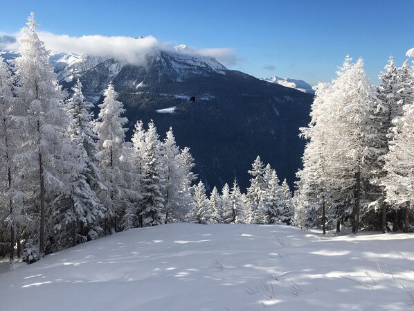 A snowy mountain landscape with dense evergreen trees.