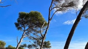 A natural landscape with trees and a body of water. - ----------- (Marseillan)