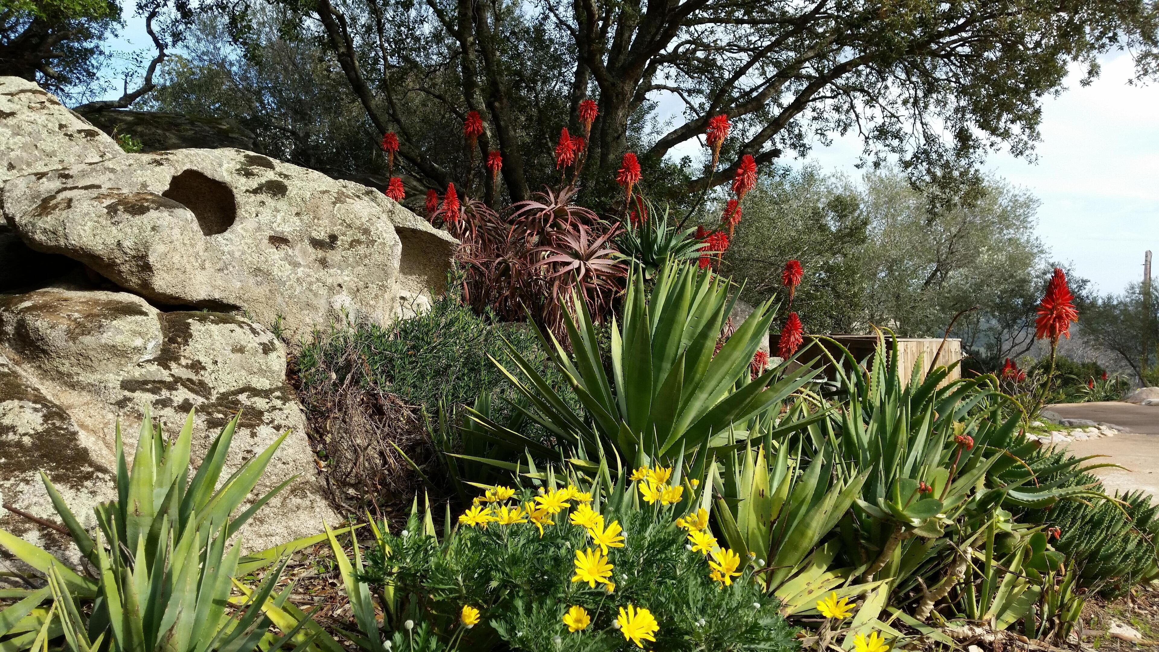 A garden with various plants and a large rock formation.