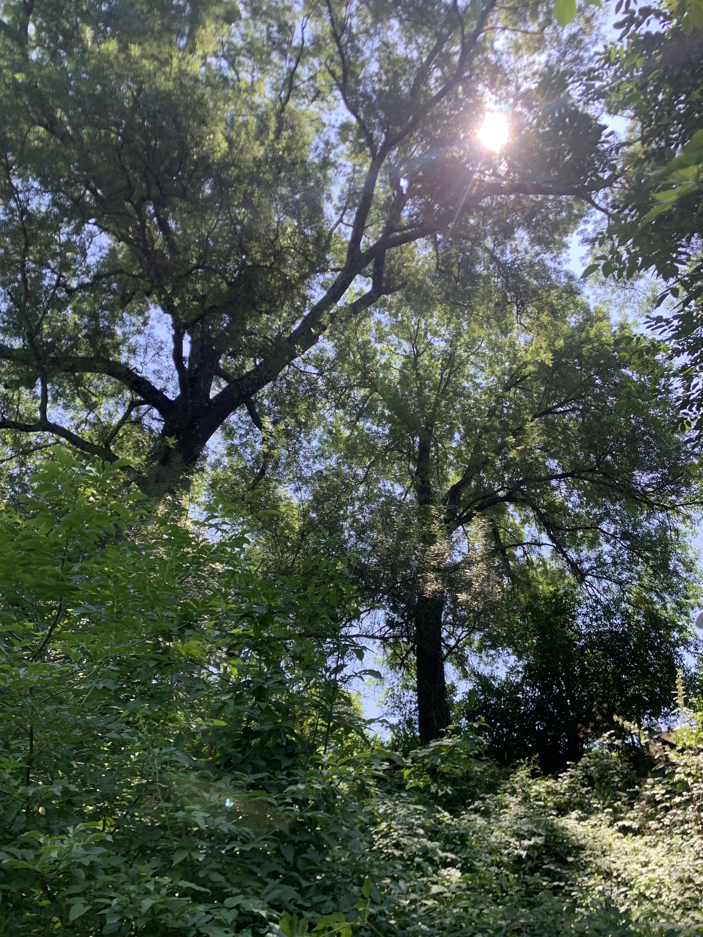 Un grand arbre à la ramure touffue, dont les feuilles laissent filtrer la lumière du soleil.