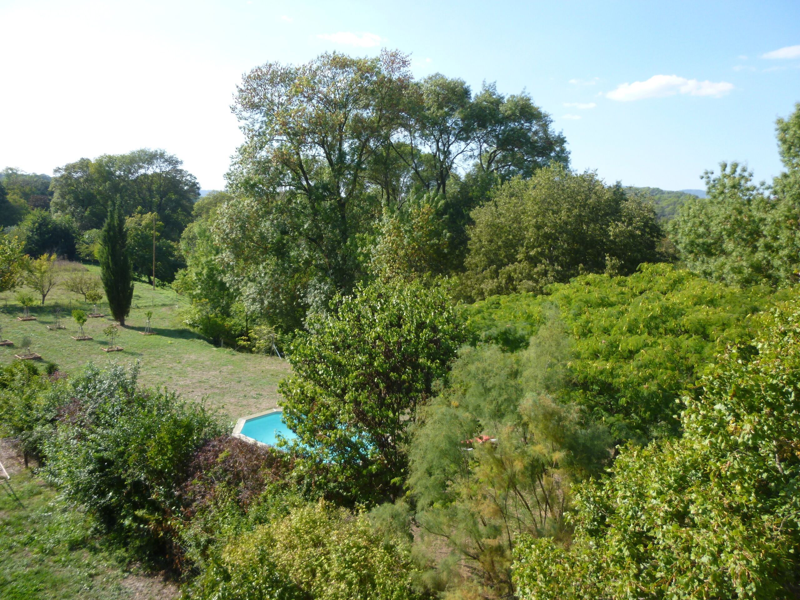 A lush garden with a swimming pool surrounded by dense greenery and trees.