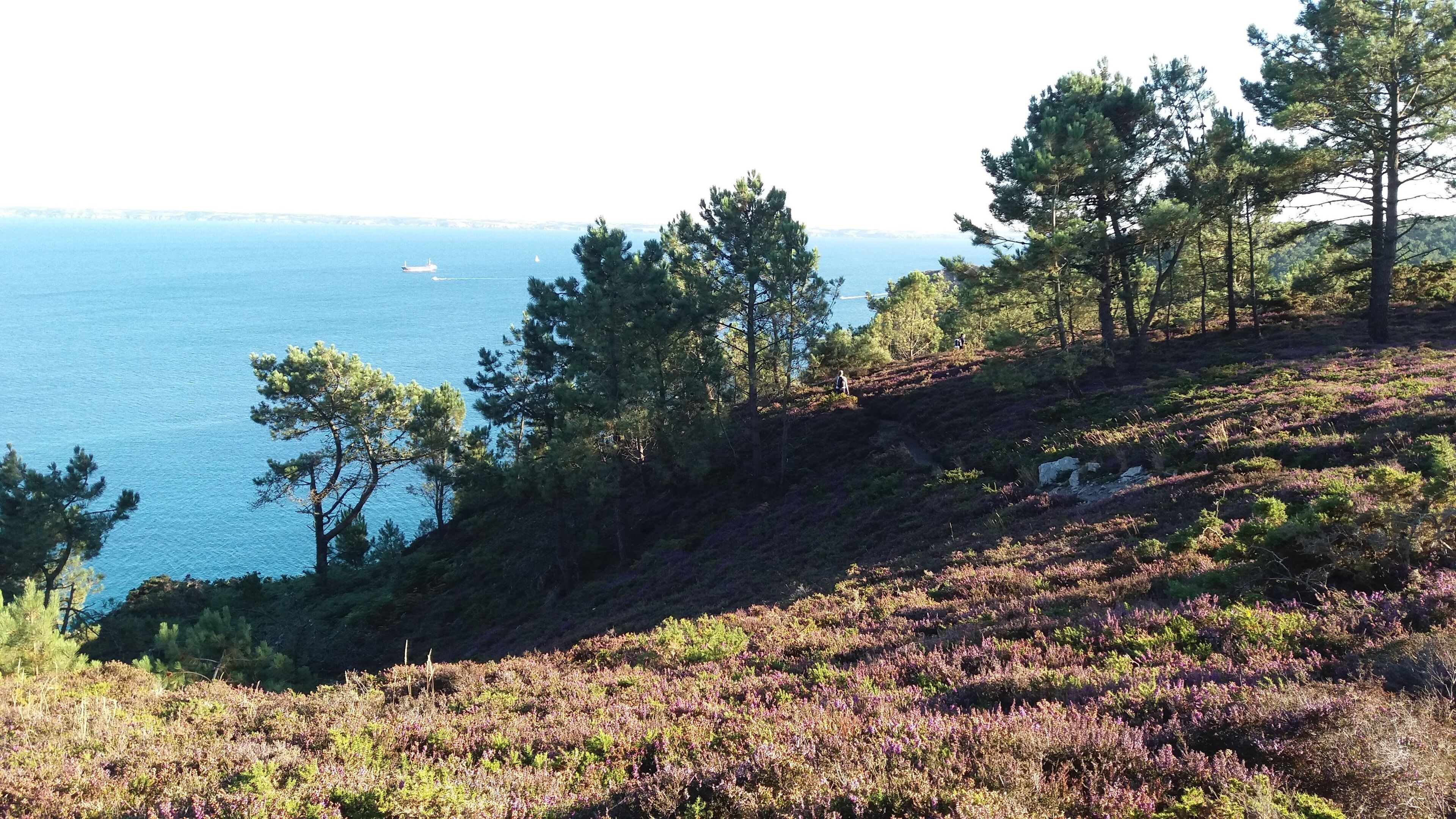 Paisaje costero con vista despejada al mar, un barco a lo lejos y terreno montañoso con árboles densos y brezo púrpura.