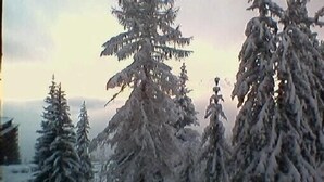 A snowy landscape with evergreen trees. - Charming studio in Arcs 1800, at the foot of the slopes, in the heart of the village (Bourg-Saint-Maurice)