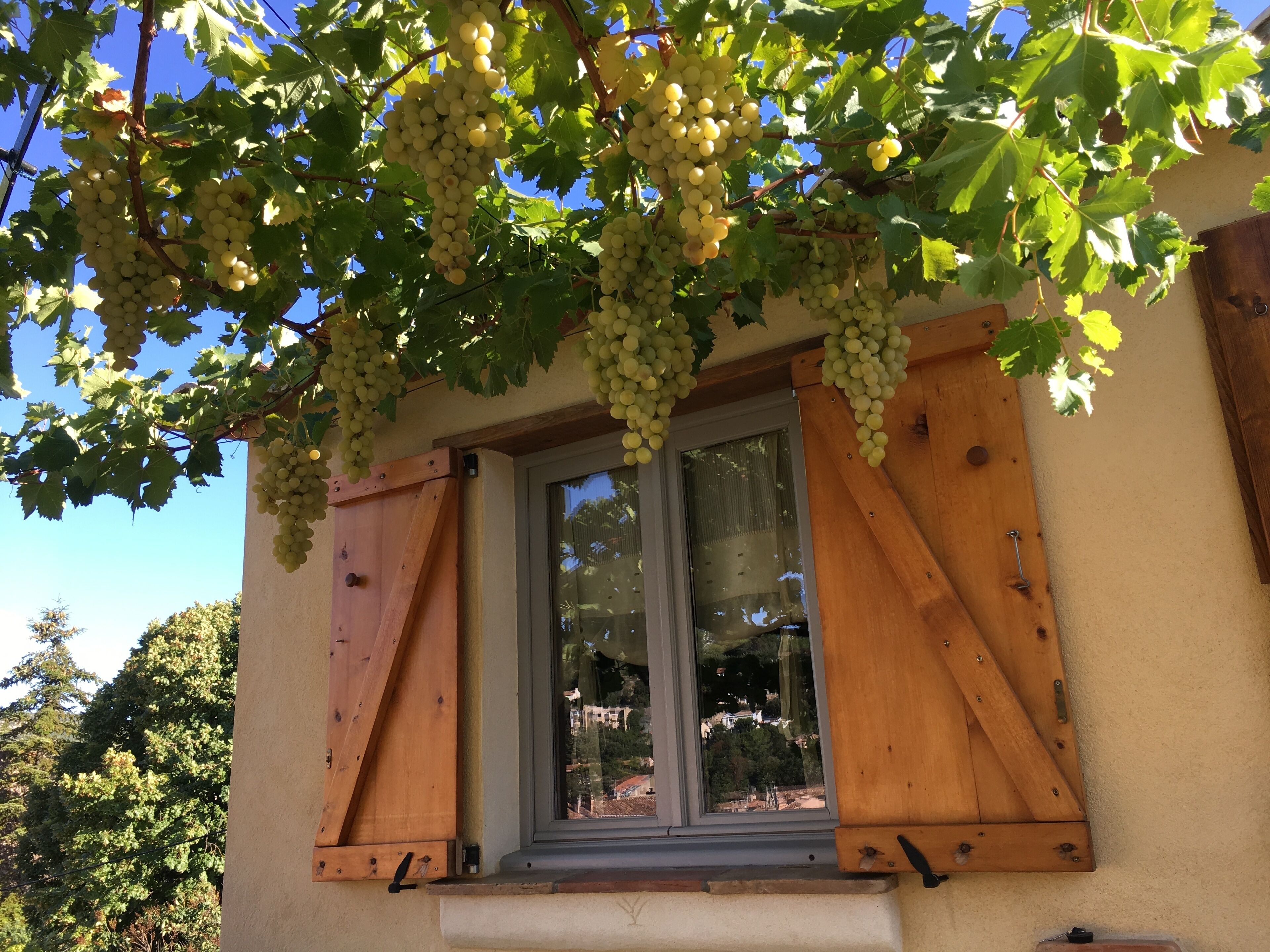 Ein Fenster mit Holzläden und Blick auf einen Weinberg.