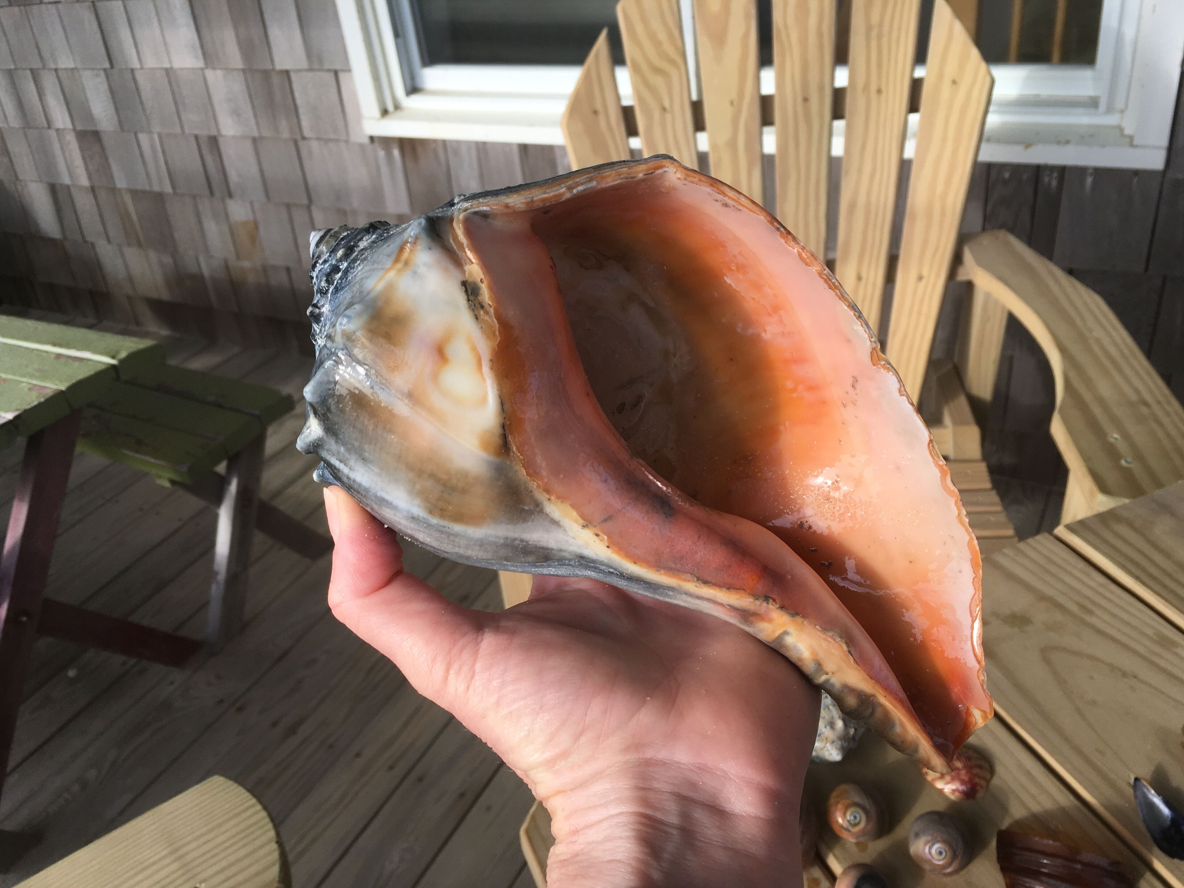 Une main tenant une grande coquille dont l’intérieur est brun, le tout posé sur une terrasse en bois avec des chaises et une table.