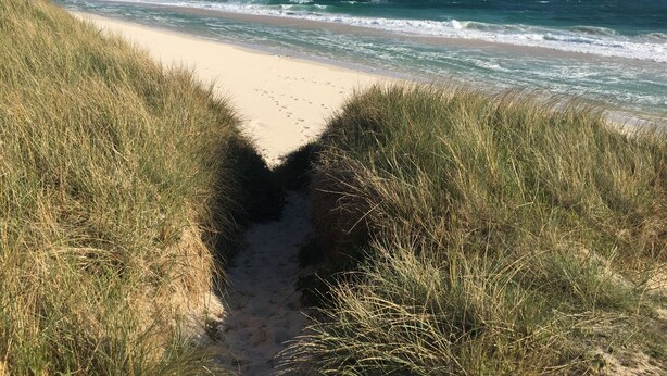 Uma trilha de areia que leva ao oceano, ladeada por grama alta.