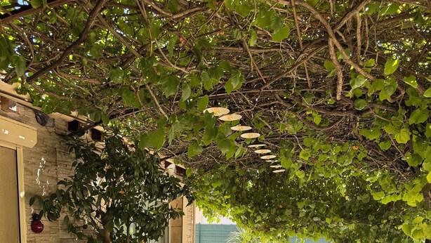 Una veranda esterna con tavolo e sedie, circondata da un'ampia pianta in vaso e un muro in pietra.