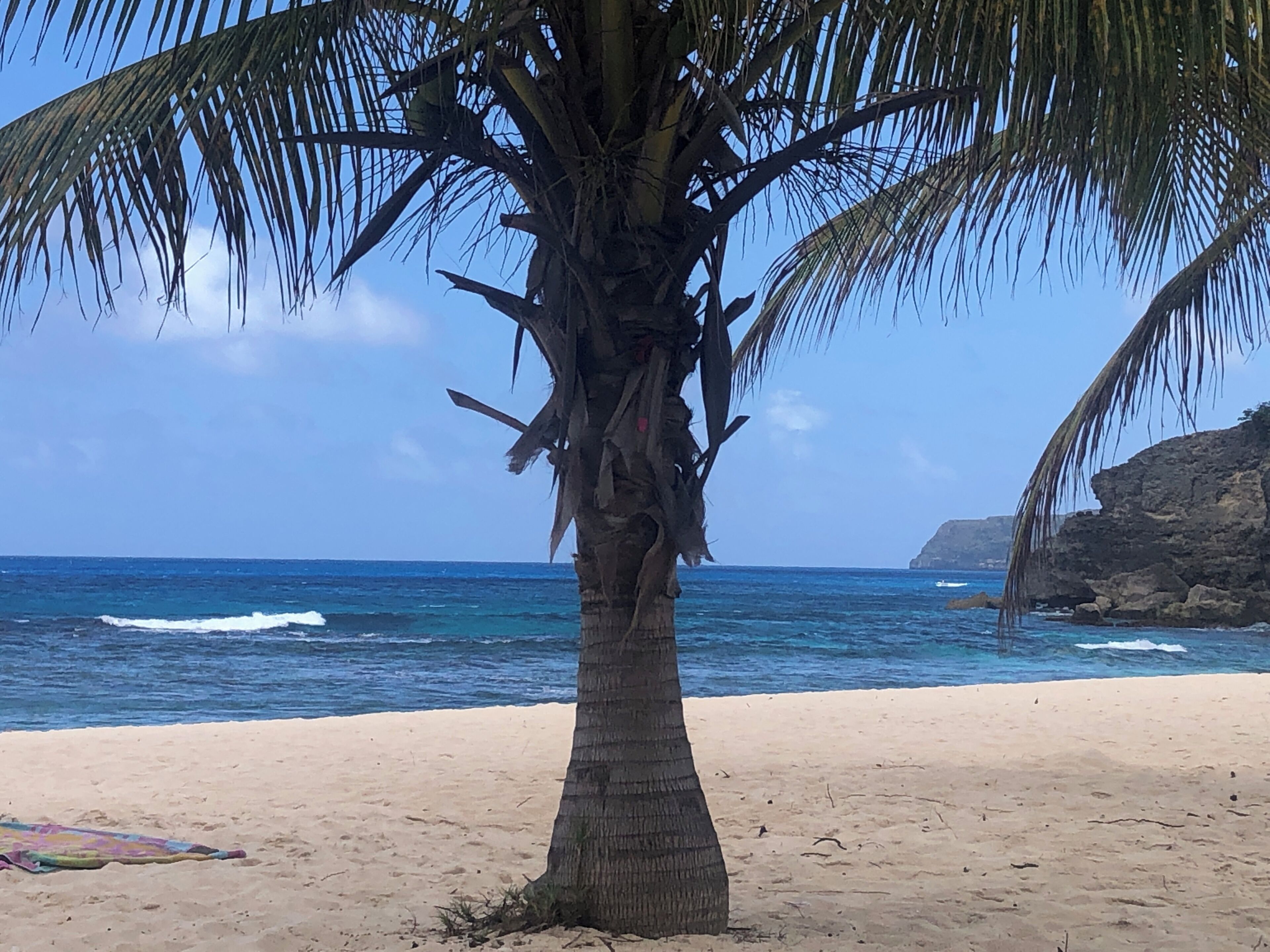 A beach with a palm tree, sandy shore, and ocean waves.