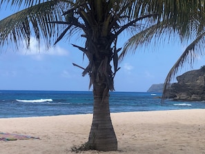 Una playa con una palmera, orilla de arena y olas del océano.