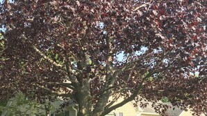 Un gran árbol de follaje denso frente a una casa amarilla con base de piedra y una ventana con cortina.