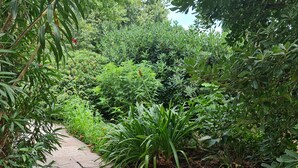 A stone pathway in a lush garden with dense foliage and a variety of plants.