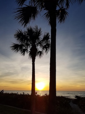 Two palm trees silhouetted against a sunset with the ocean in the background. -  Magnificent Gulf & Sunset Views in Belleair Beach (Belleair Beach)