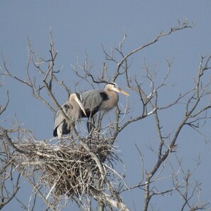 Exterior - New 3rd Full Bathroom for 2025. Best lake and mountain views. Super clear water (Kingsland)
