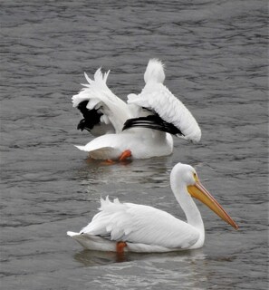 Divers