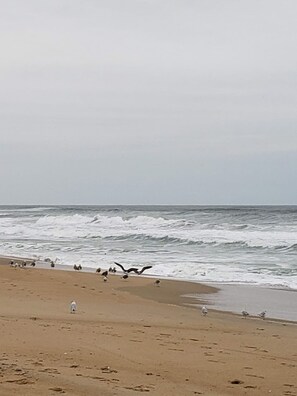 Beach nearby, sun loungers - Cozy Cottage in Kitty Hawk with Gorgeous Ocean Views! (Kitty Hawk)