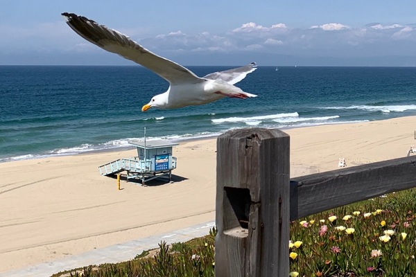 BEACH LIFE