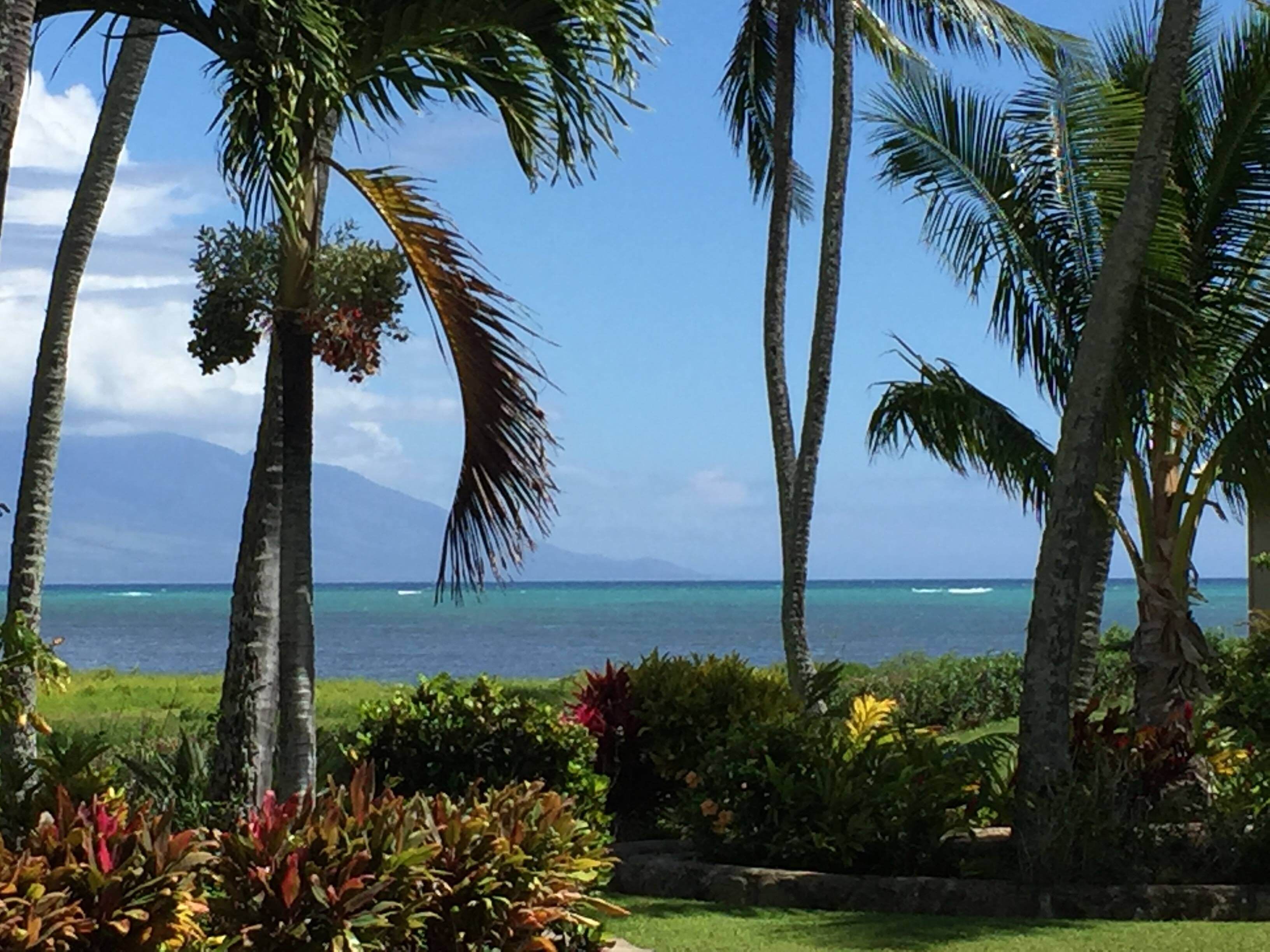 Ein tropischer Garten mit Palmen und Blick aufs Meer.