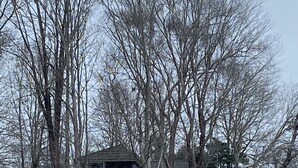 Un molo con un padiglione coperto, una casa sullo sfondo e alberi spogli.