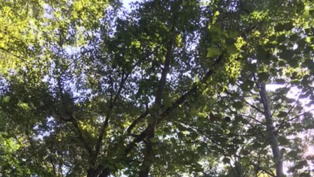 Une cabane en bois, dotée d’un toit en pente, entourée de grands arbres.