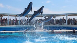 A dolphin show with dolphins leaping out of the water, a pool, and a crowd watching.