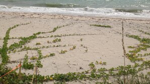 A sandy beach with green vegetation and a clear view of the ocean.