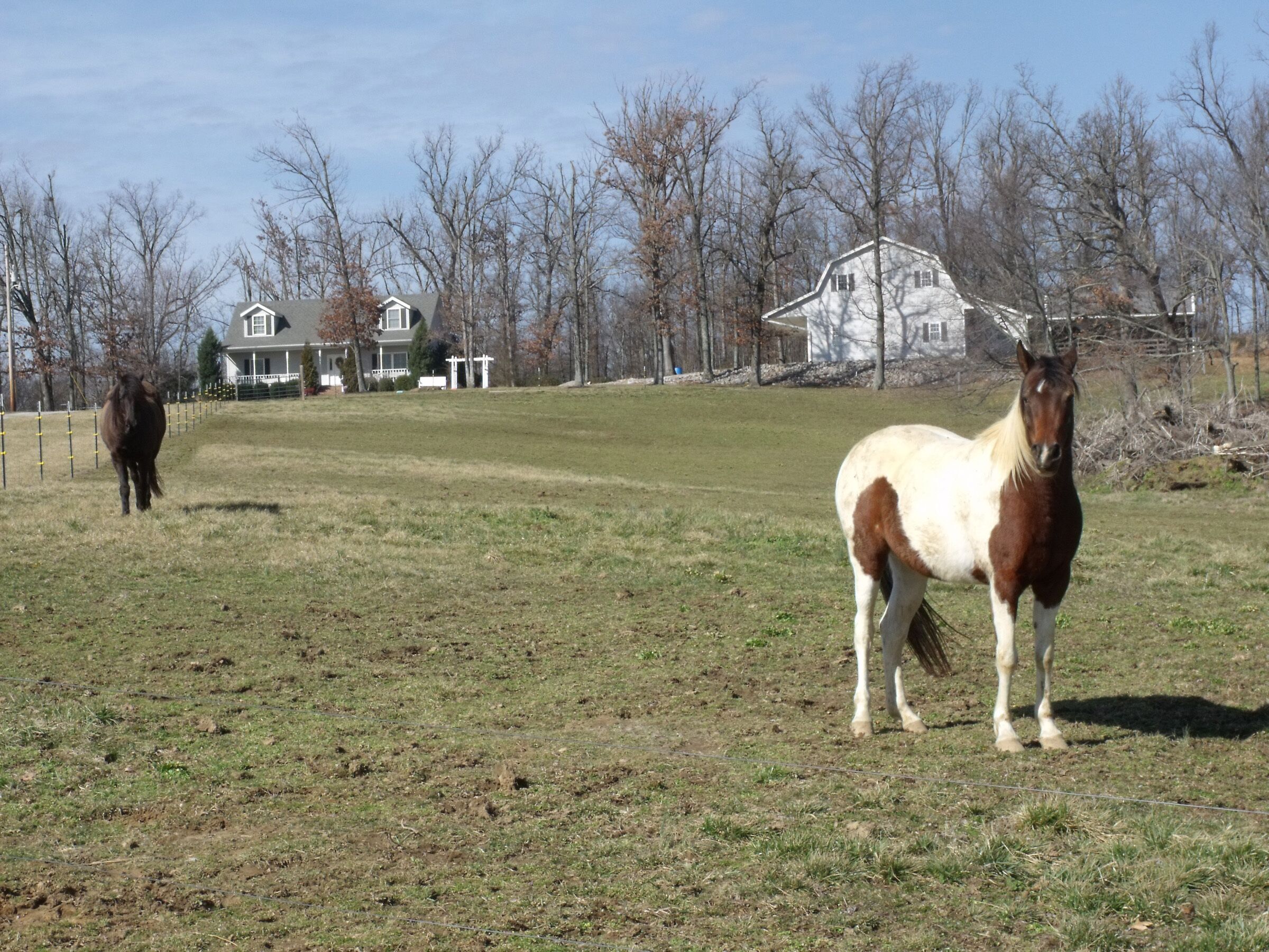 Een grasveld met twee paarden, een witbruin paard op de voorgrond en een donkerbruin paard op de achtergrond. In de verte zijn huizen te zien.
