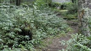 A rustic cabin surrounded by dense forest. - 3BR/2BA. Mtn Cabin- Cool, Rocky Mtn. Stream. Prime Fall weeks available (Cashiers)