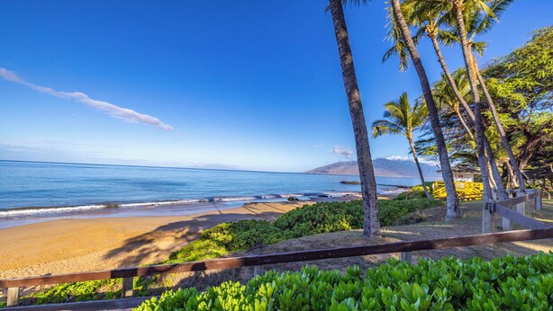 A beach view with palm trees, a wooden walkway, and a clear sky.