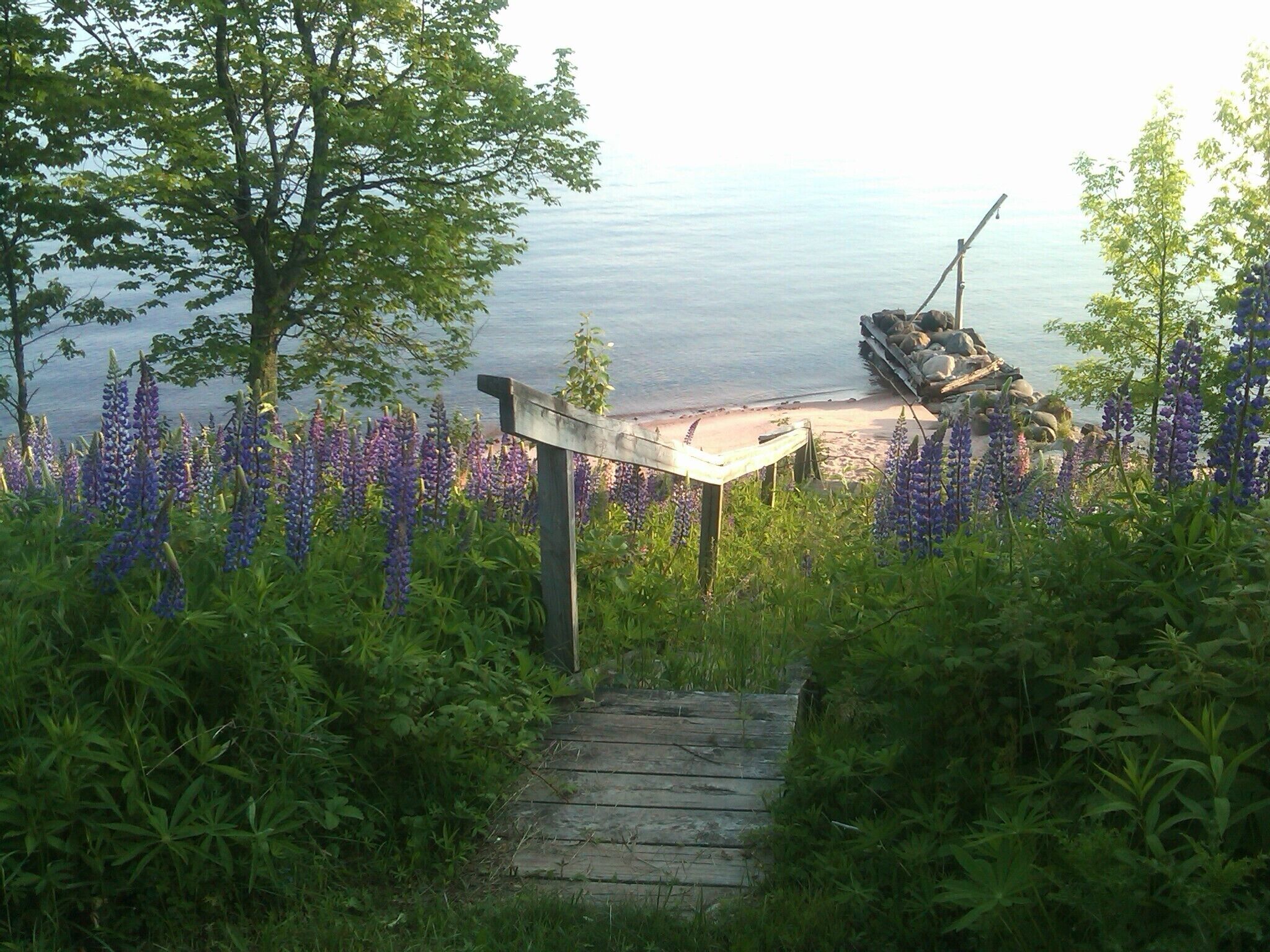 Ein hölzerner Weg führt zu einem Steg an einem See, umgeben von üppigem Grün und violetten Blumen.