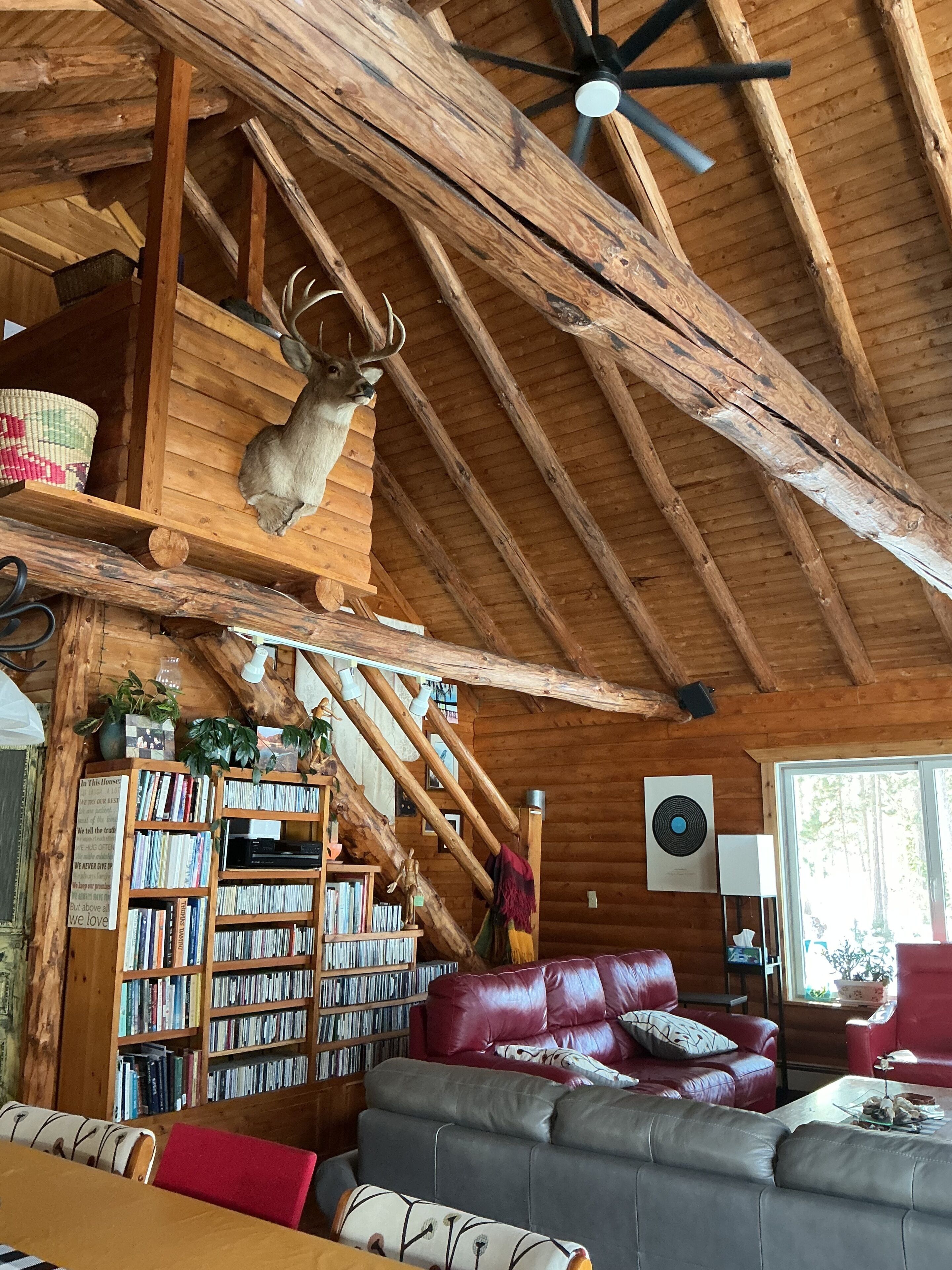 A rustic cabin interior with a wooden ceiling, a deer head mounted on the wall, a bookshelf, a leather sofa, and a window.