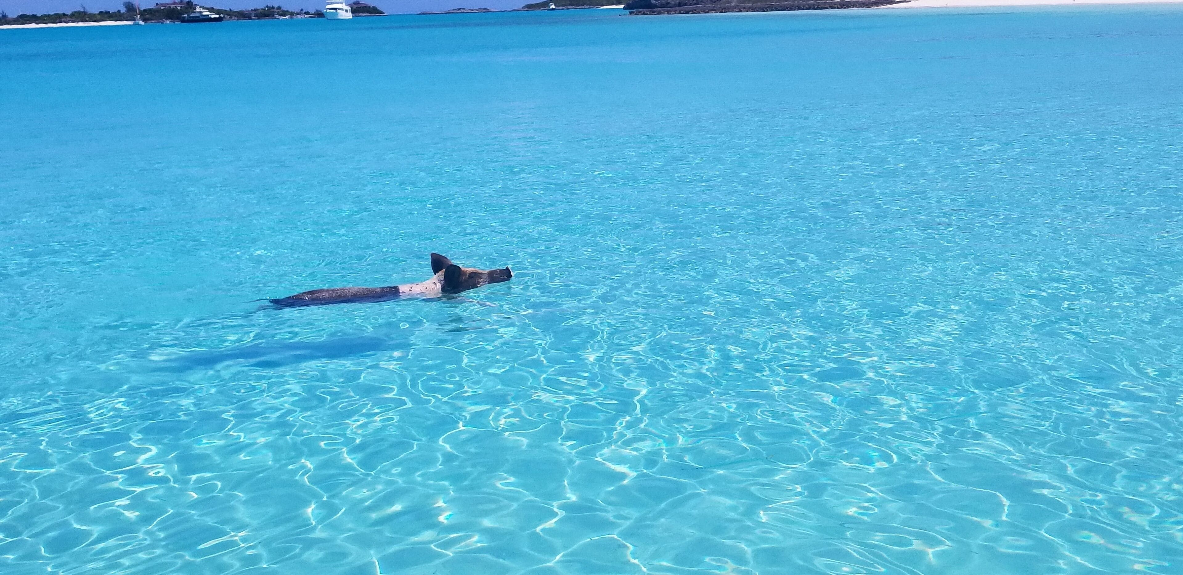 A clear blue sea with a person swimming.