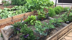 Un jardín con jardineras elevadas, bordes de madera y diversas plantas.