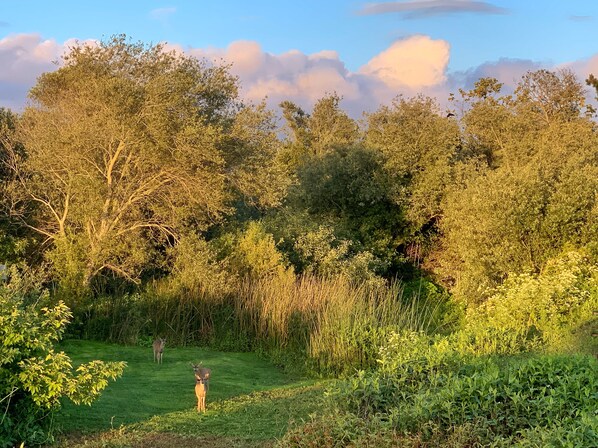 A grassy field with trees and a clear sky. - This is a traveler's haven (San Luis Obispo)