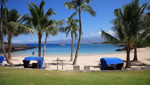 A beach with palm trees, a clear blue sky, and a boat in the distance.