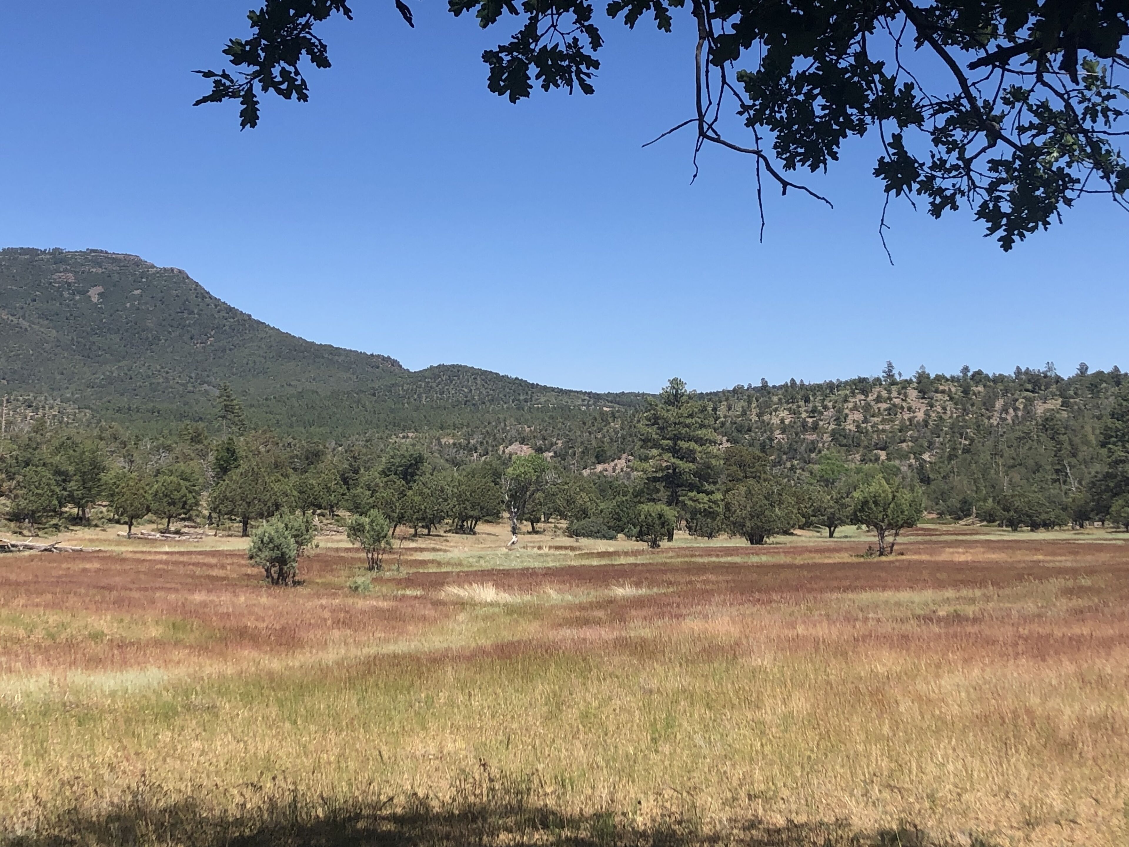 Un paysage comprenant un champ, des arbres et une montagne en arrière-plan.